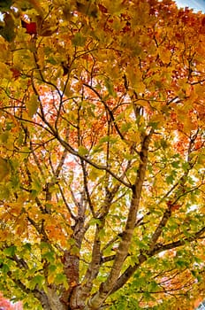 Yellow and orange and red autumn leaves in beautiful fall park.