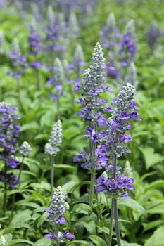 Closeup purple flowers (salvia officinalis) in the garden