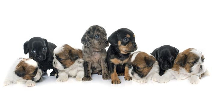 group of puppies in front of white background