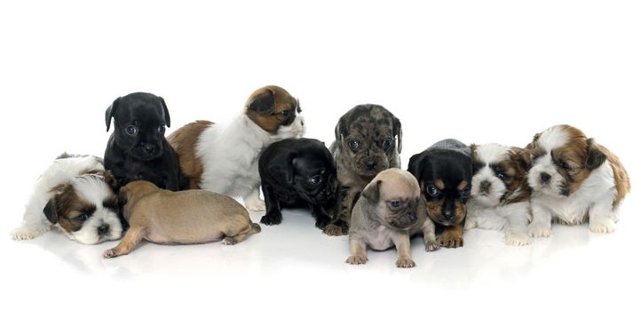 group of puppies in front of white background