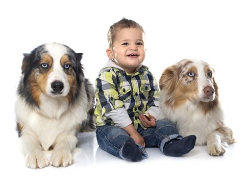 little boy and dogs in front of white background