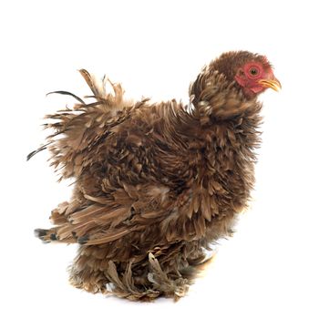 Curly Feathered chicken Pekin in front of white background