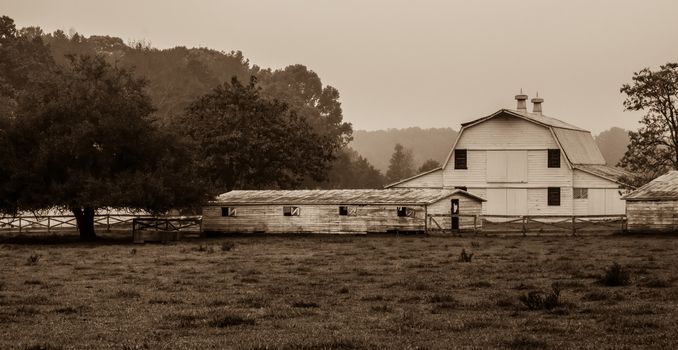 landscape view of a cow farm ranch in fog