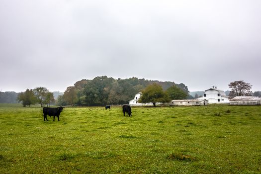 landscape view of a cow farm ranch in fog