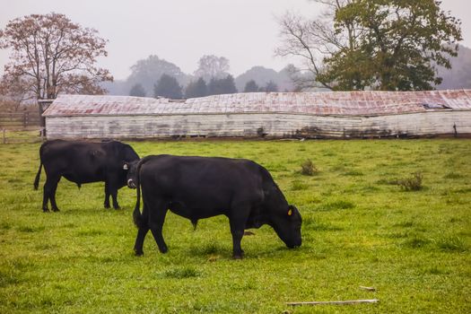 landscape view of a cow farm ranch in fog