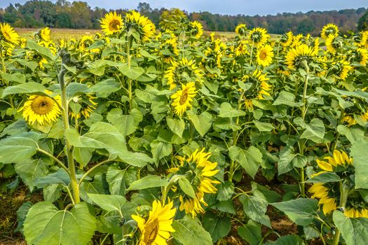 sunflower field on a farm somewhere in south carolina usa