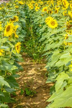 sunflower field on a farm somewhere in south carolina usa