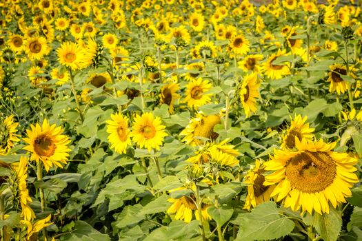 sunflower field on a farm somewhere in south carolina usa