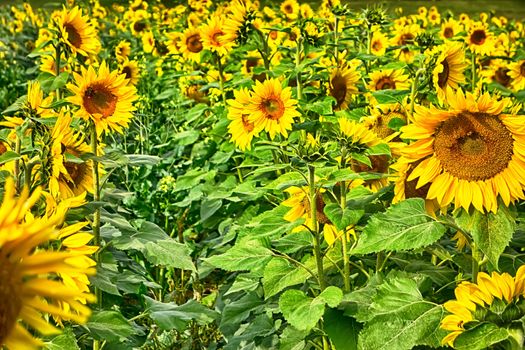 sunflower field on a farm somewhere in south carolina usa