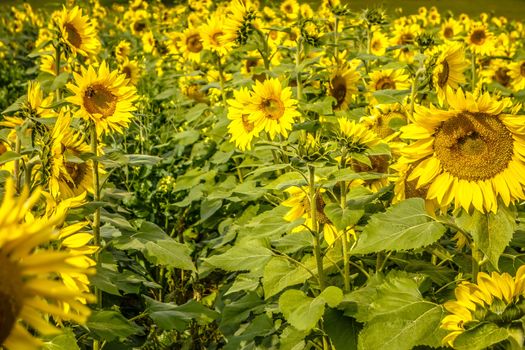 sunflower field on a farm somewhere in south carolina usa