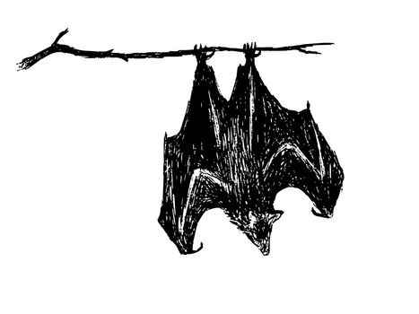 hand drawing of upside down bat by pencil . use for Halloween day