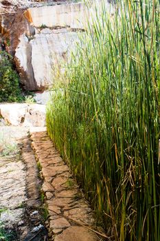 Reeds and rushes are separated from the stone-paved footpath