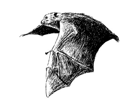 This is my hand drawing . Fruit bats are believed to carry and spread the Ebola virus