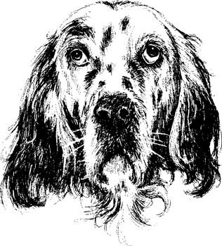 English setter , hand draw vector.