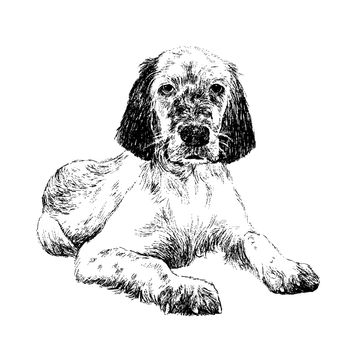 English setter , hand draw vector.