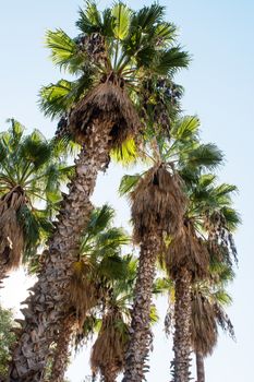 The tops of the date palm photographed against  sky