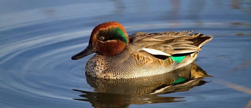 duck teal with of magnificent colors on the water