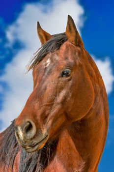  portrait of a young beautiful,  horse, a family favorite.