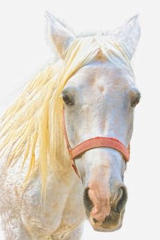  portrait of a young white beautiful, gentle horse, a family favorite.