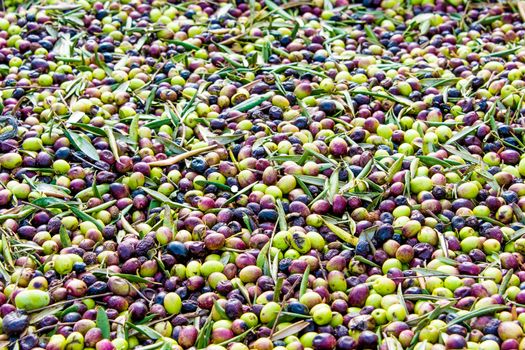 Olives collected from the trees in the large basket ready to be sent on a conveyor