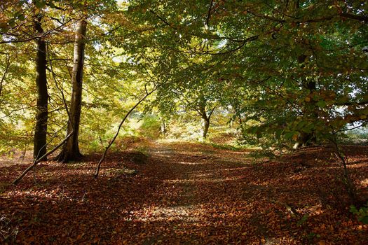 Red yellow and colorful autumn fall colors in the forest classical nature outdoors image                               