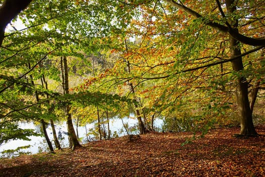 Red yellow and colorful autumn fall colors in the forest classical nature outdoors image