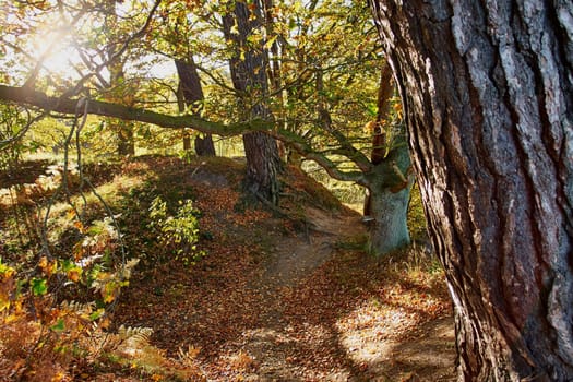 Red yellow and colorful autumn fall colors in the forest classical nature outdoors image