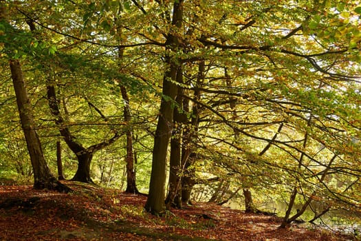 Red yellow and colorful autumn fall colors in the forest classical nature outdoors image