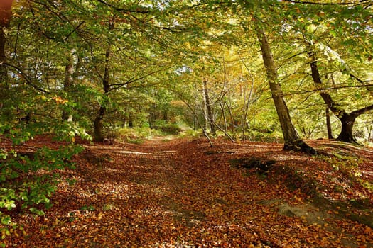 Red yellow and colorful autumn fall colors in the forest classical nature outdoors image