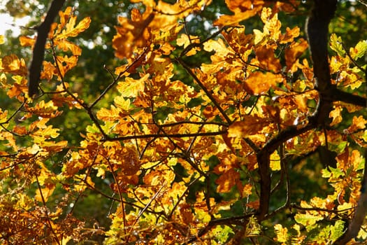 Red yellow and colorful autumn fall colors in the forest classical nature outdoors image