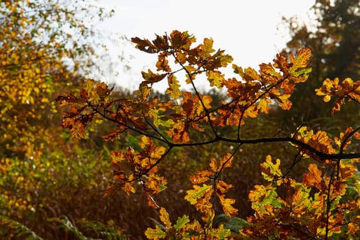 Red yellow and colorful autumn fall colors in the forest classical nature outdoors image