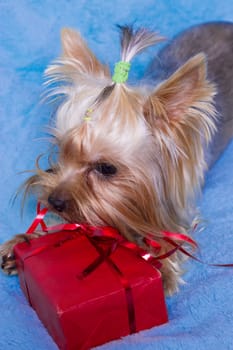 Yorkshire terrier sitting near the colorful gifts