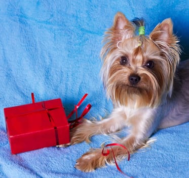 Yorkshire terrier sitting near the colorful gifts