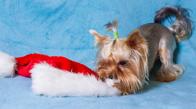 cute yorkie toy wearing a nice santa cap 