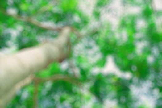 The warm spring sun shining through the canopy of tall beech trees, nature background