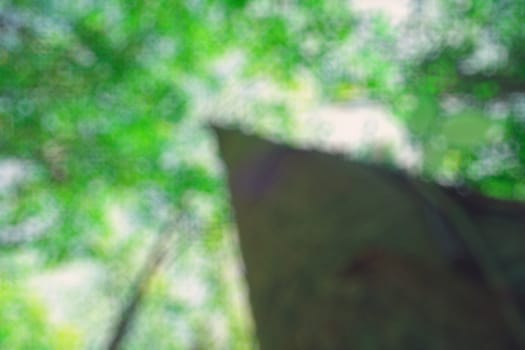 The warm spring sun shining through the canopy of tall beech trees, nature background