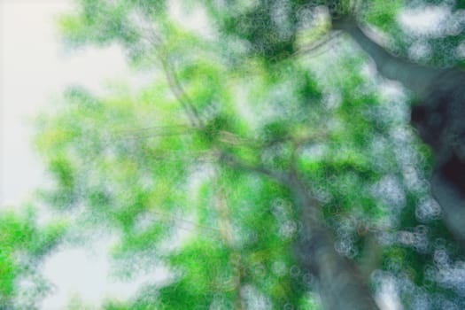 The warm spring sun shining through the canopy of tall beech trees, nature background