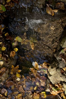 Forest stream in autumn leaves among the rocks.