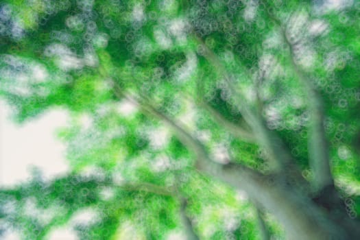 The warm spring sun shining through the canopy of tall beech trees, nature background