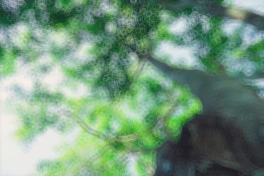 The warm spring sun shining through the canopy of tall beech trees, nature background