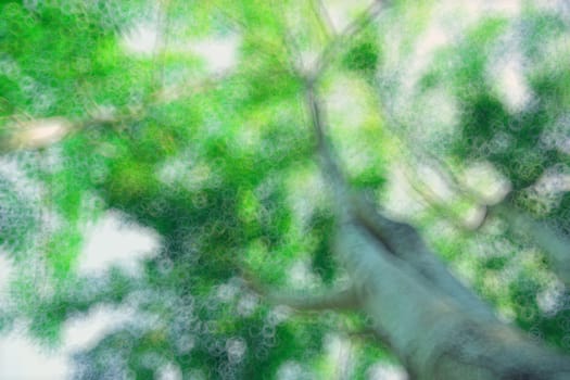 The warm spring sun shining through the canopy of tall beech trees, nature background