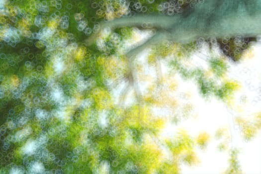 The warm spring sun shining through the canopy of tall beech trees, nature background