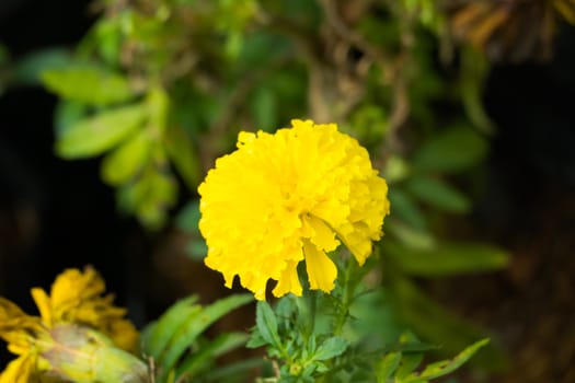 The background image of the colorful flowers, background nature