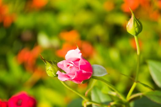 Roses in the garden filtered, Roses are beautiful with a beautiful sunny day.