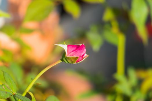 Roses in the garden filtered, Roses are beautiful with a beautiful sunny day.