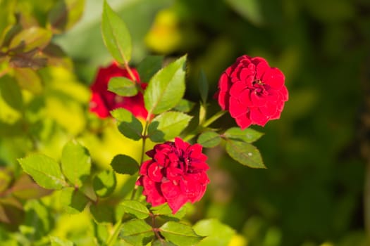 Roses in the garden filtered, Roses are beautiful with a beautiful sunny day.