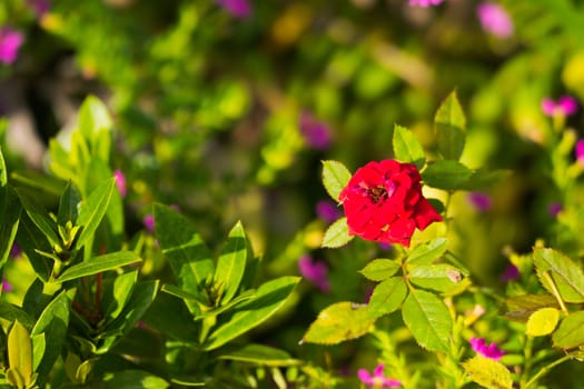 Roses in the garden filtered, Roses are beautiful with a beautiful sunny day.