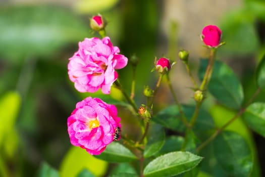 Roses in the garden filtered, Roses are beautiful with a beautiful sunny day.