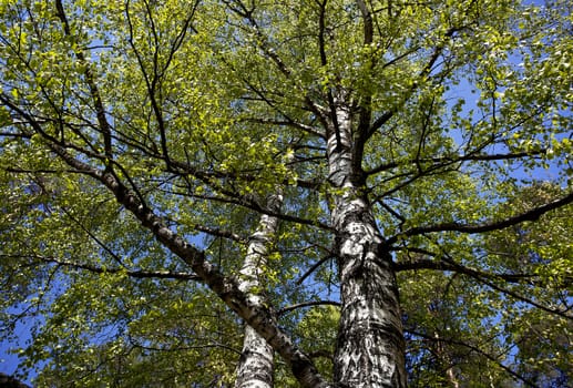 Crohn's birch with branches and leaves in the spring.