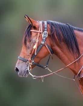 
Portrait of a young horse in harness against a blurred background
